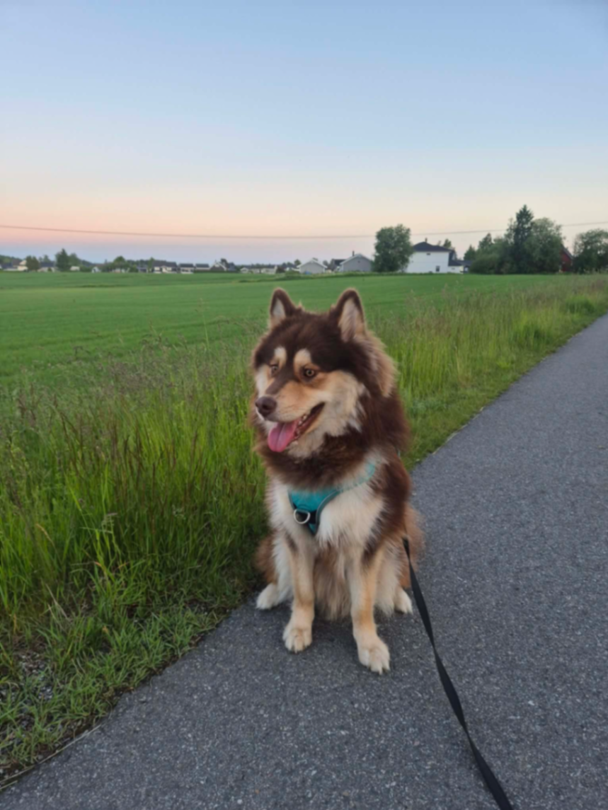 Bonzo