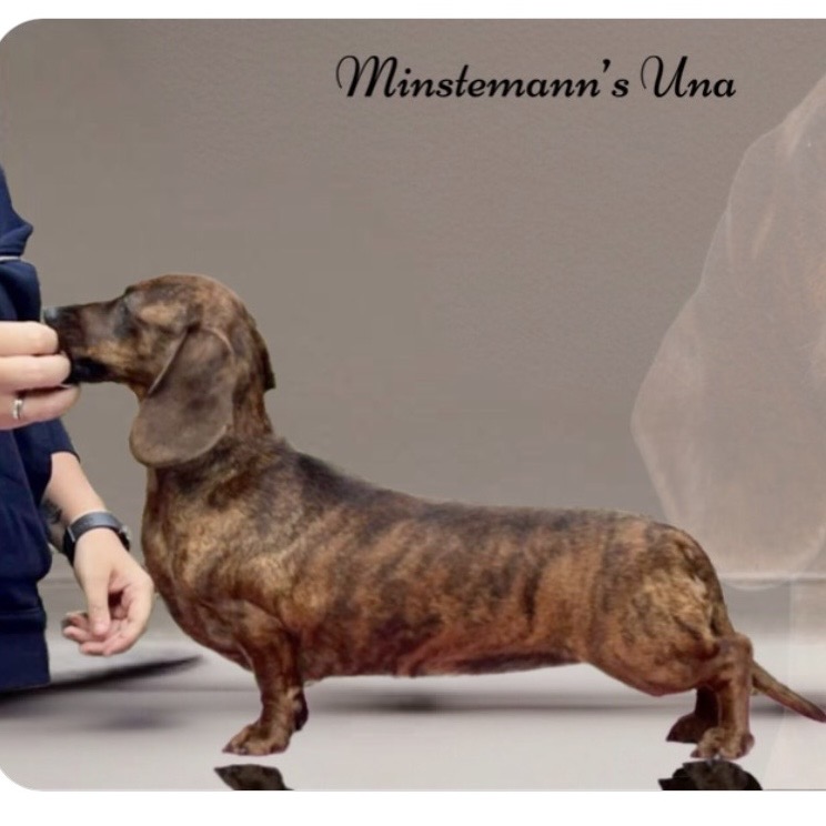 Minstemann’s Una