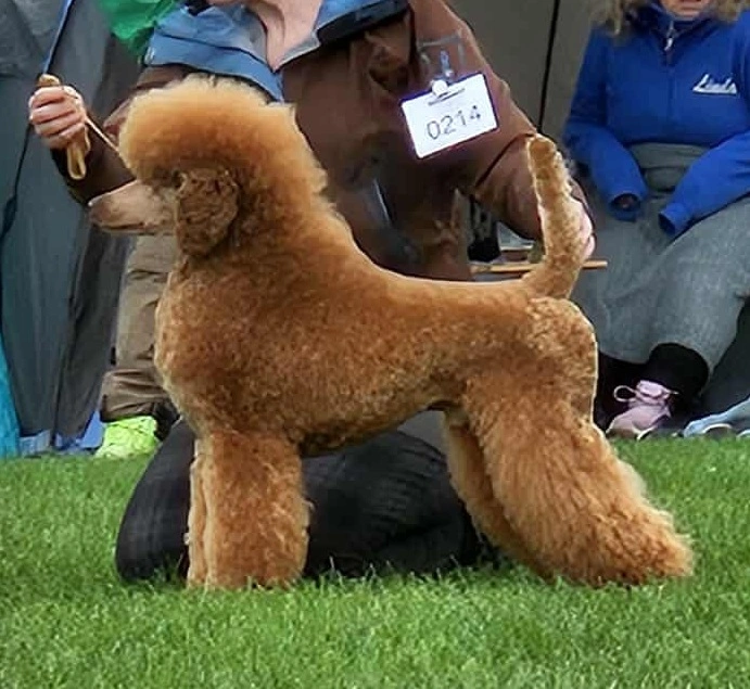 Fairytale Breeding's Athos