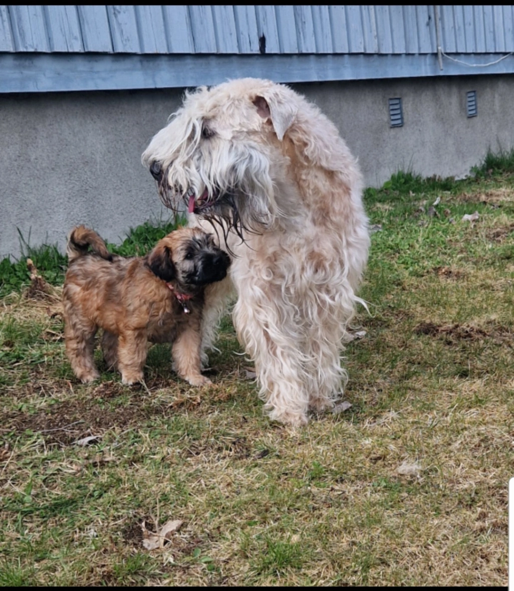Mio aka Wheatenhamran's Mr Makalu