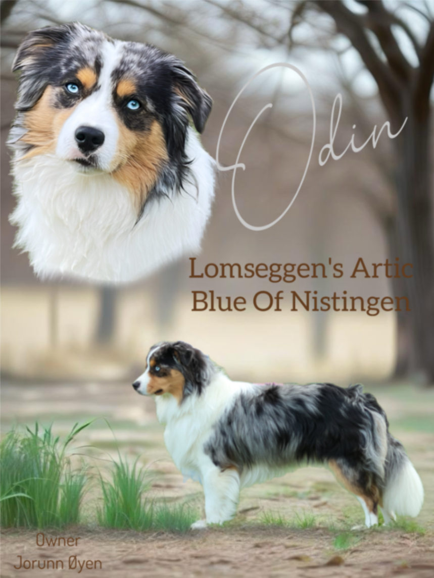 Lomseggen’s Artic Blue of Nistingen