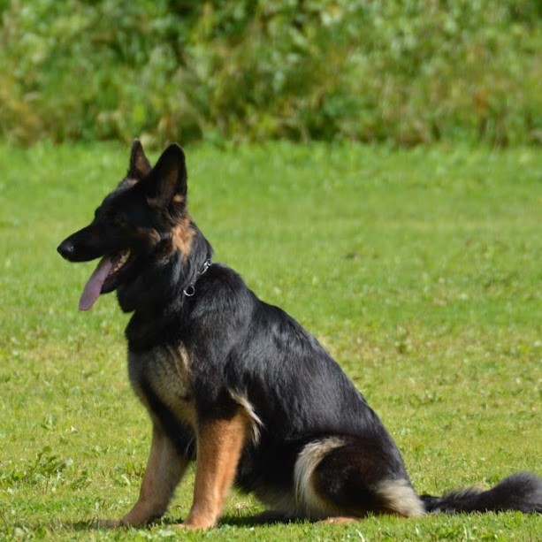 BH-VT IGP1 Alpha av Hundhamaren