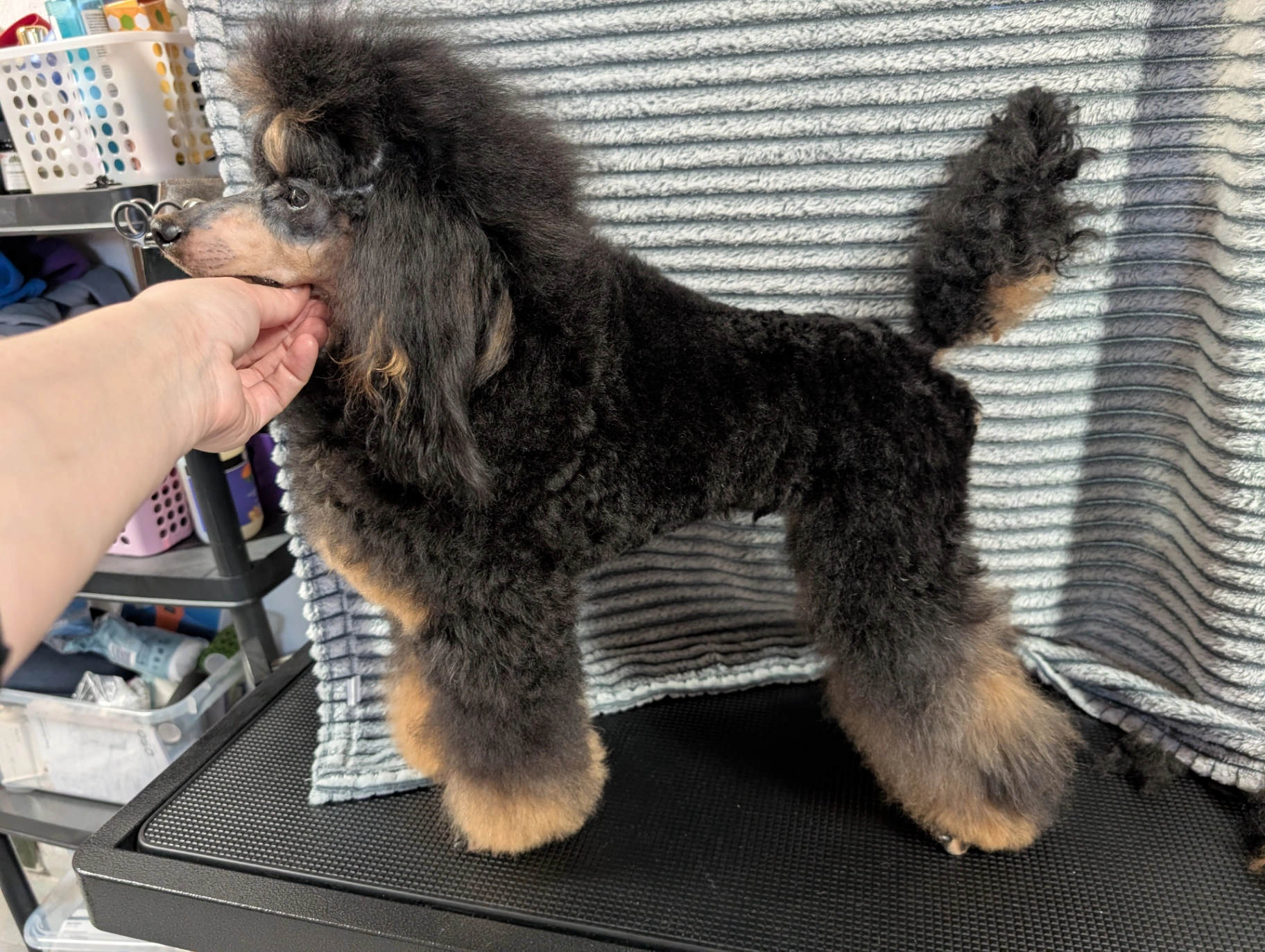 Riverbottom's Apollo