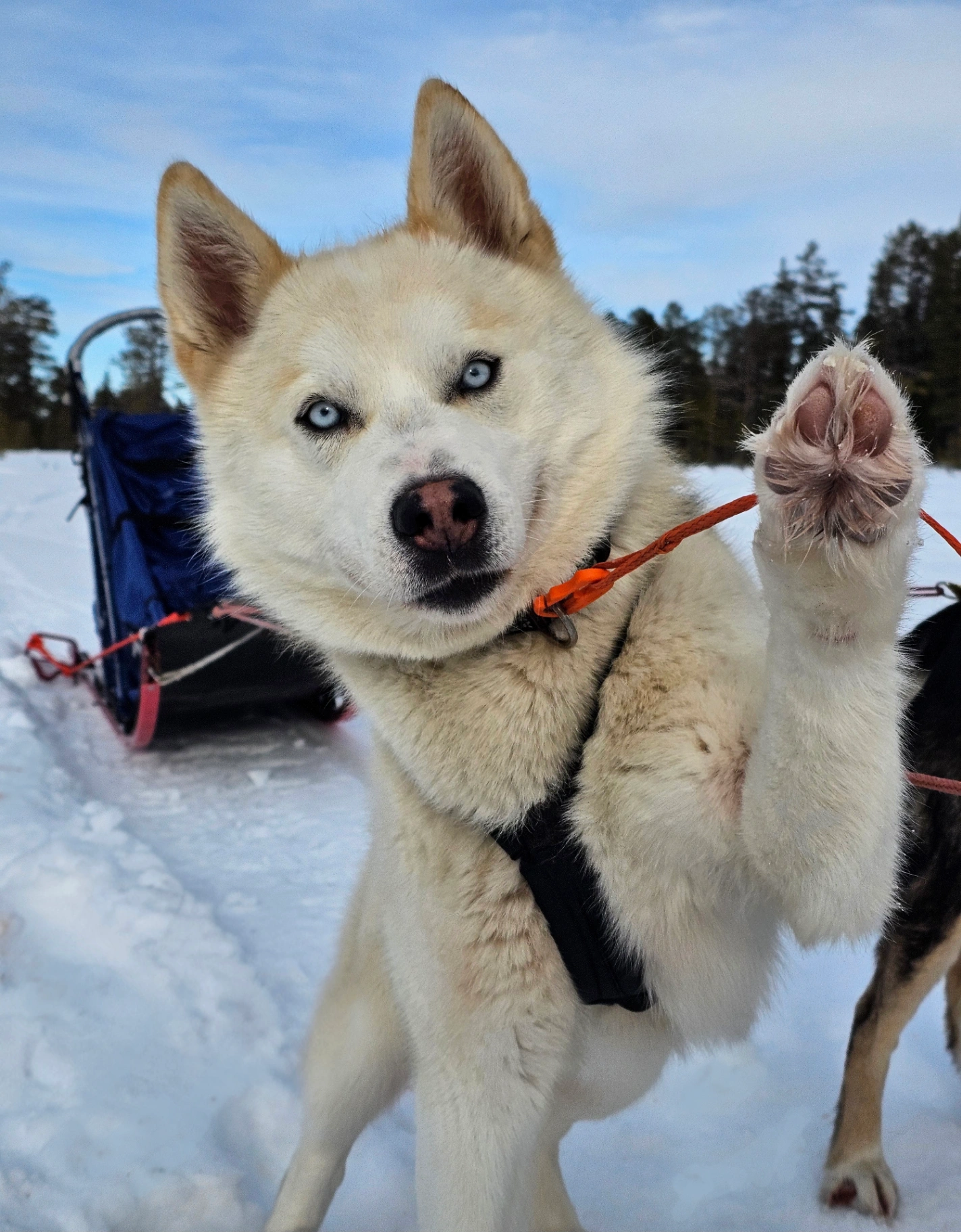 Kenai