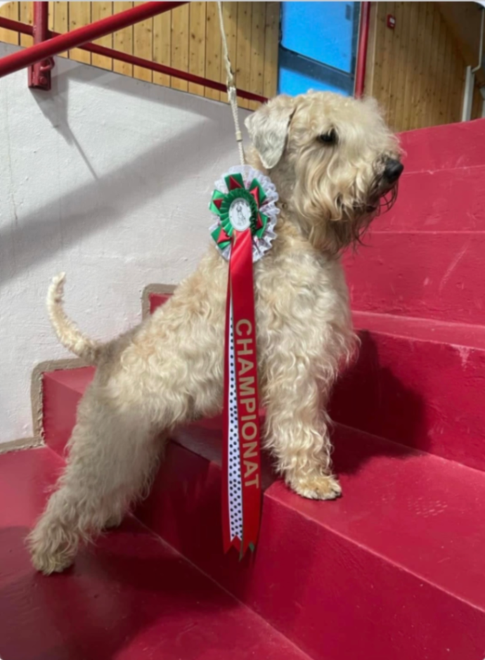 Wheatenrockshappy Rex av Lissi 