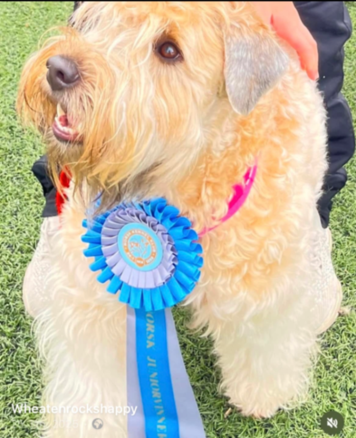 Wheatenrockshappy Mira av Lissi 