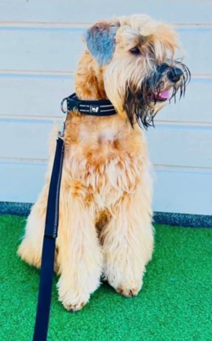 Wheatenrockshappy Born Vicky Nova