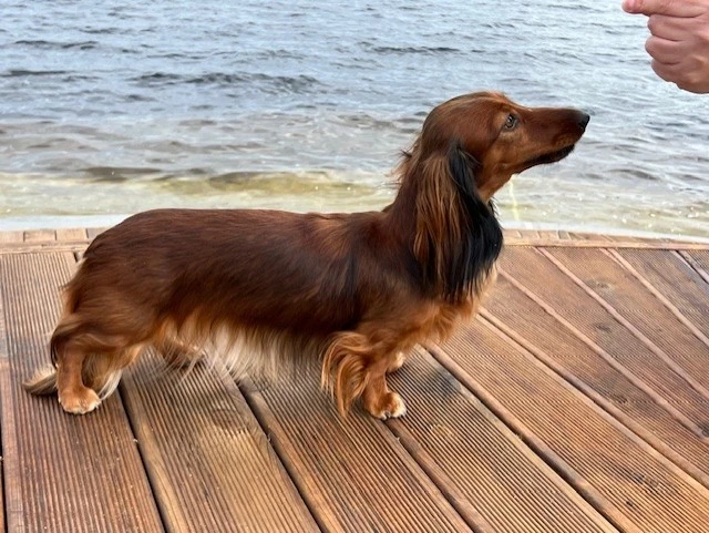Dachsverks Lady OF The House