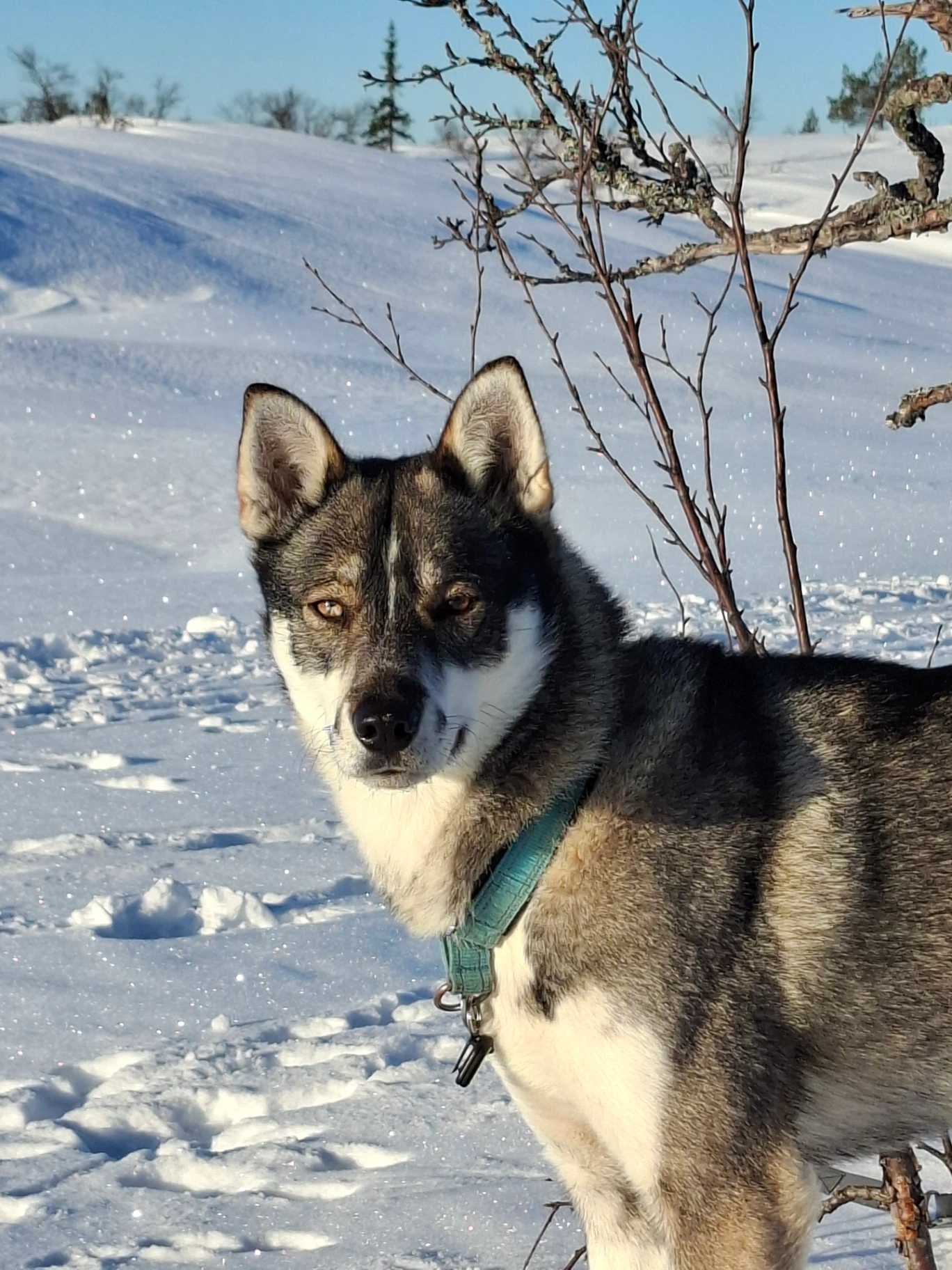 Ylajärvis Ad Winter Ronin Senna