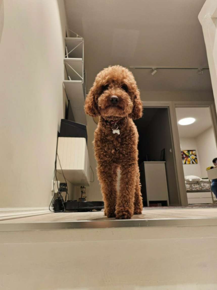 Bruno