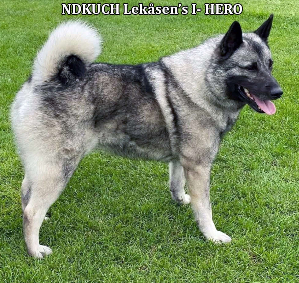 NDKUCH Lekåsen's I- HERO