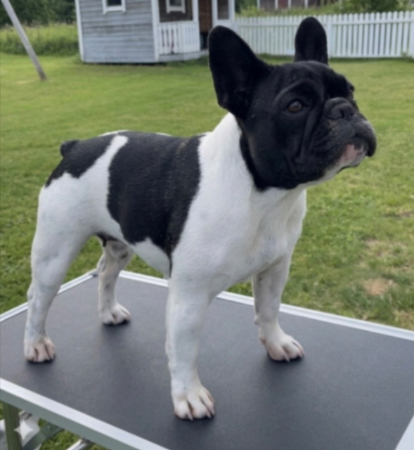 De Frenchie Spirit Yummie (Emmy)
