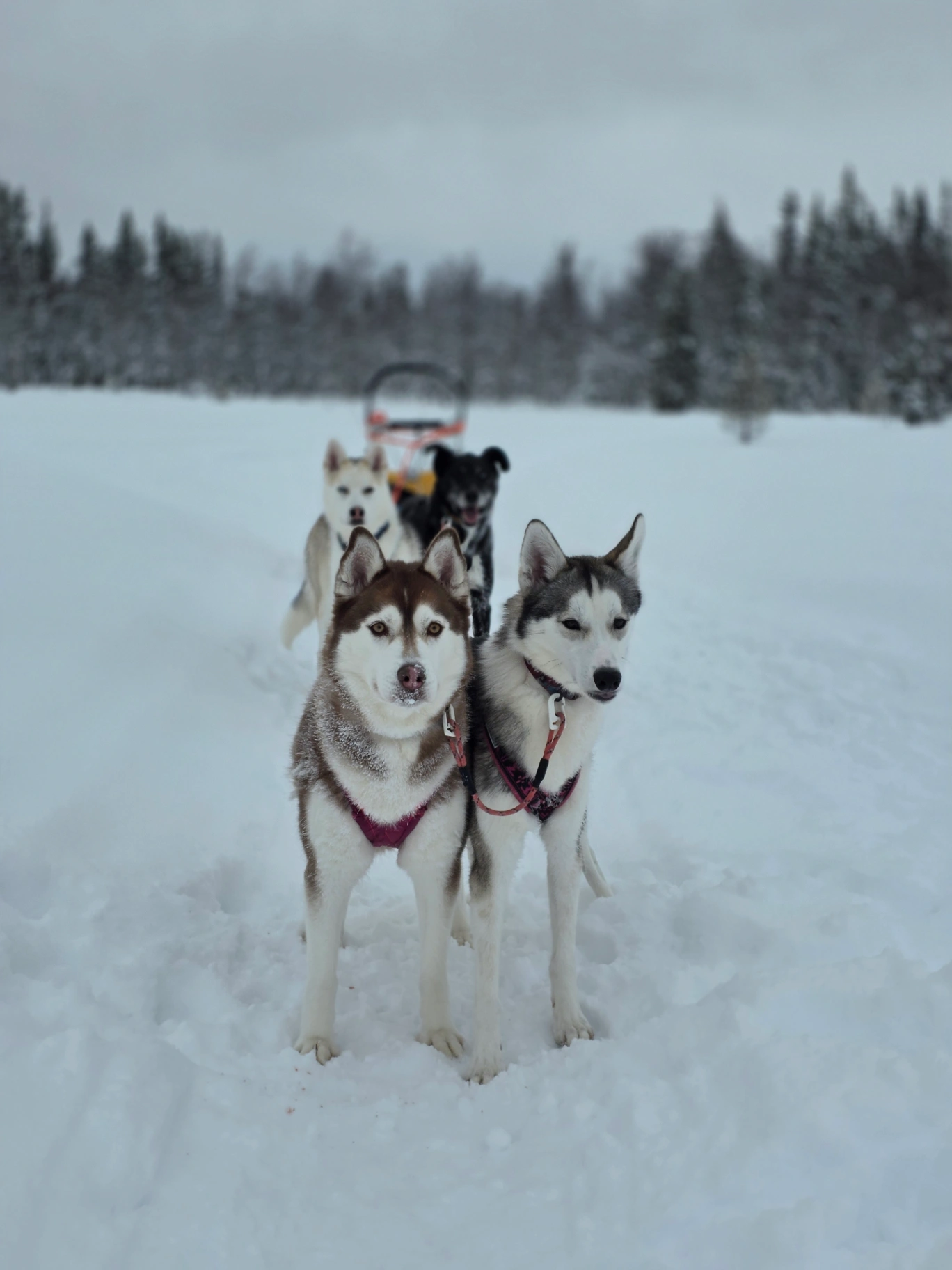 Kennel Eventyrlystne