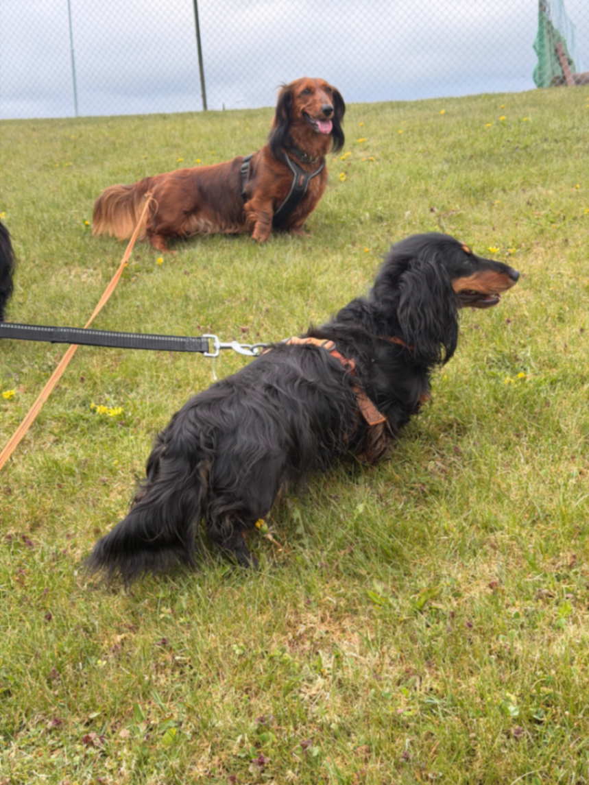 Hygglia kennel