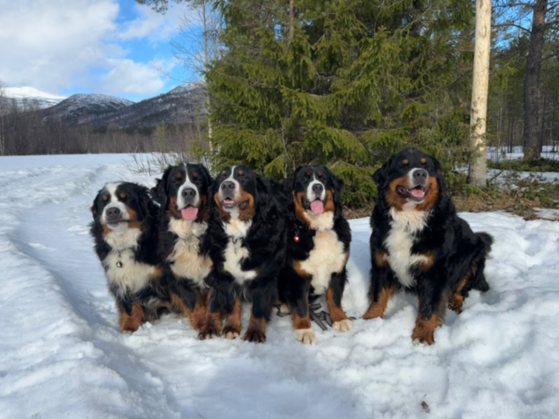 Kennel Solbergnes