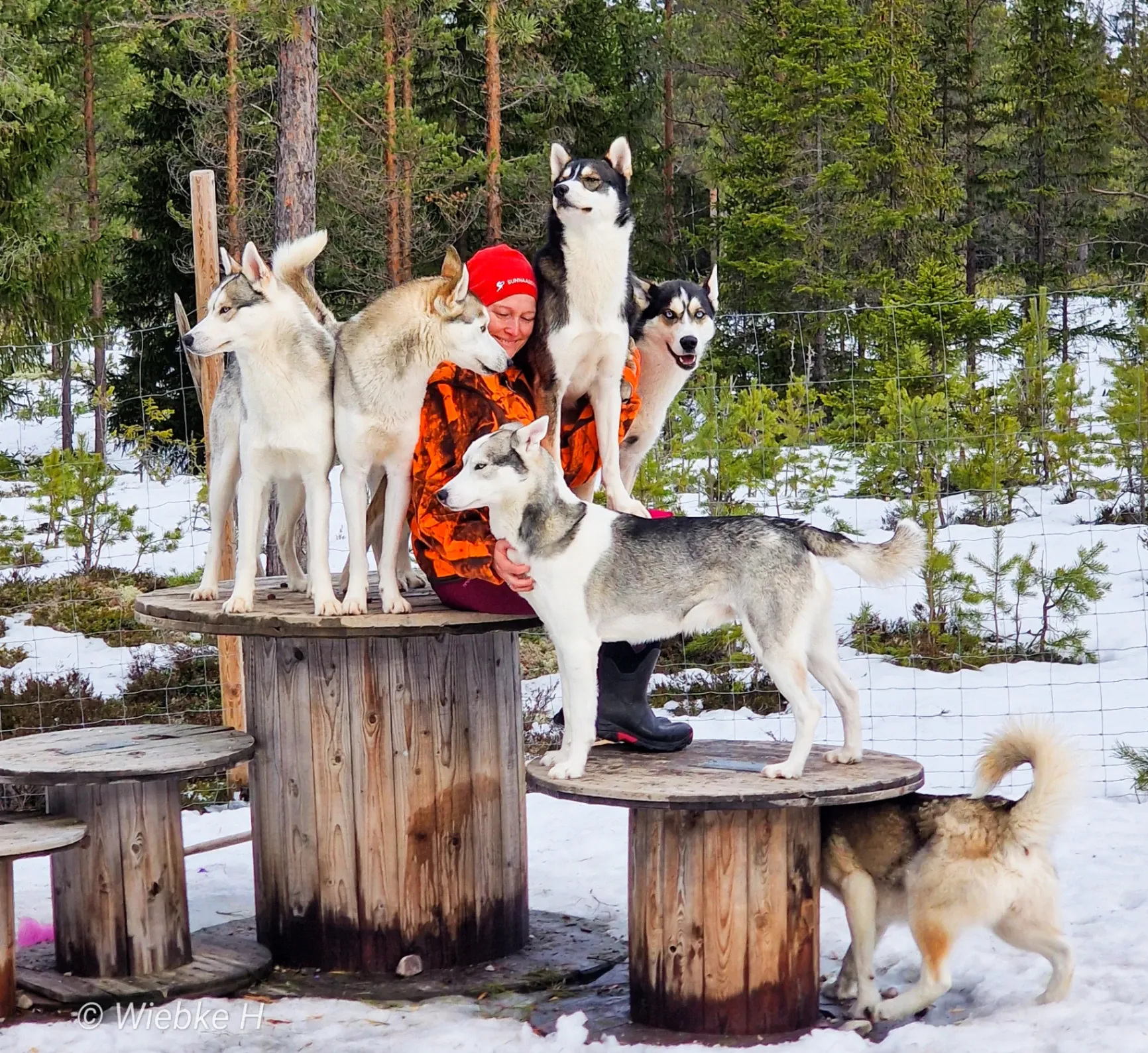 Active Siberians