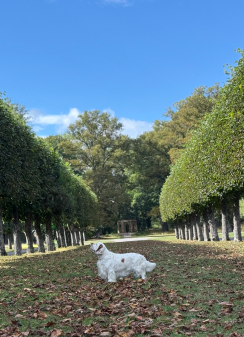 Pawderosa