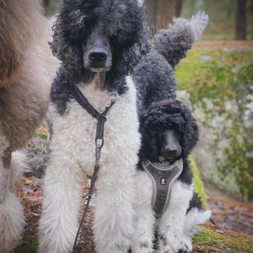 Spirit of Ronja
