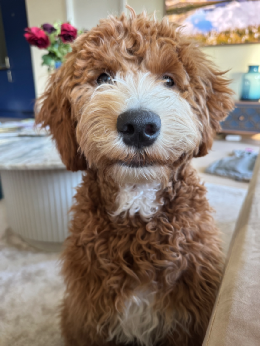 MiniGoldendoodle
